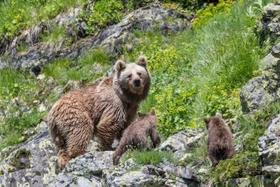 Кавказский бурый медведь в горном причерноморье